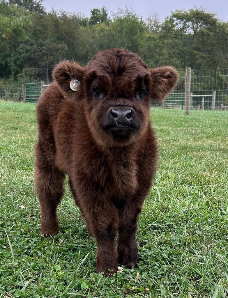 Mini highland cows for sale near me