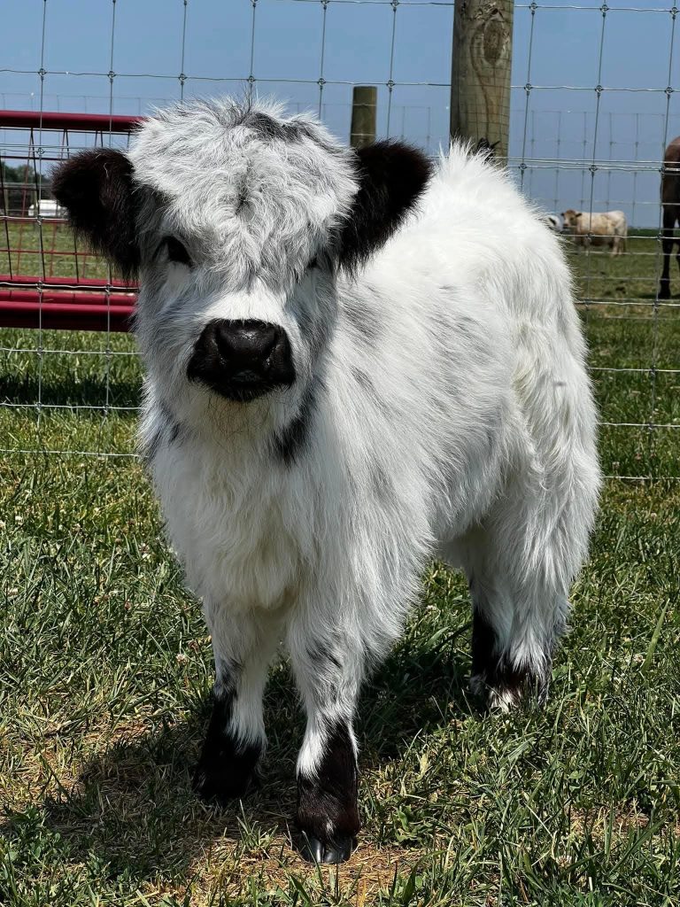 Mini highland calf