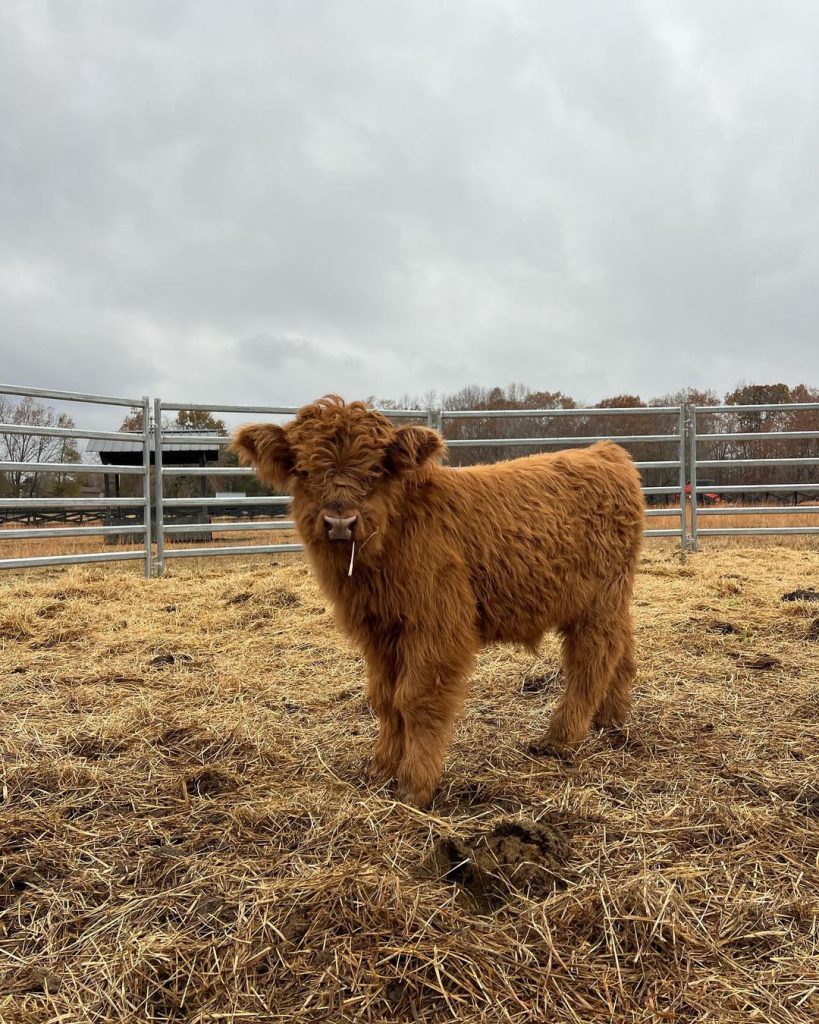 Micro mini highland cows