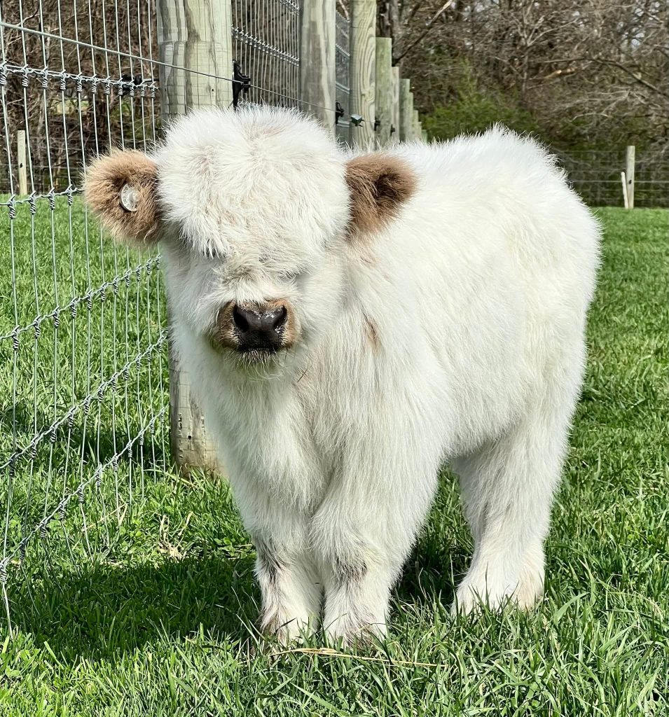 Mini Highland