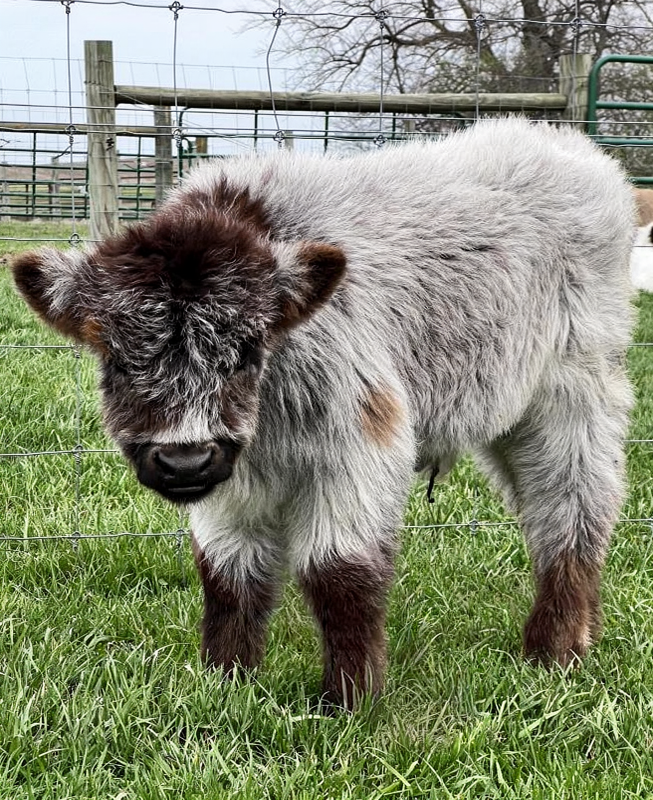 Mini Highland calves