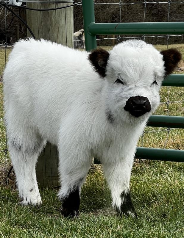 Micro mini highlands