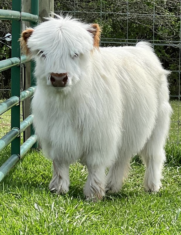 Mini cattle