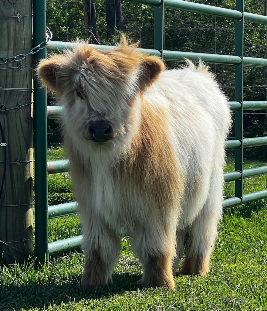 Micro mini Highland cow