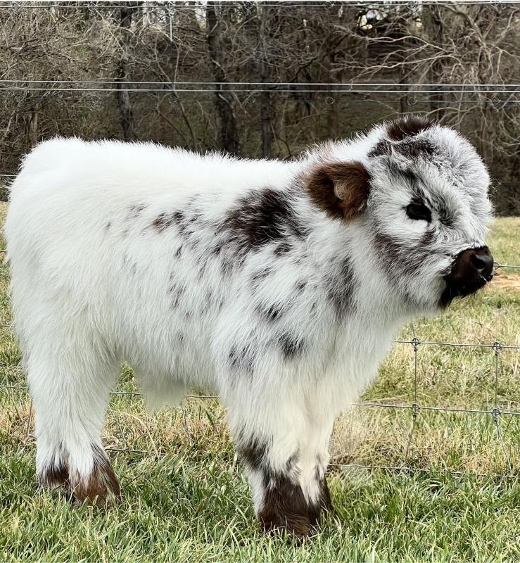 mini highland cattle for sale