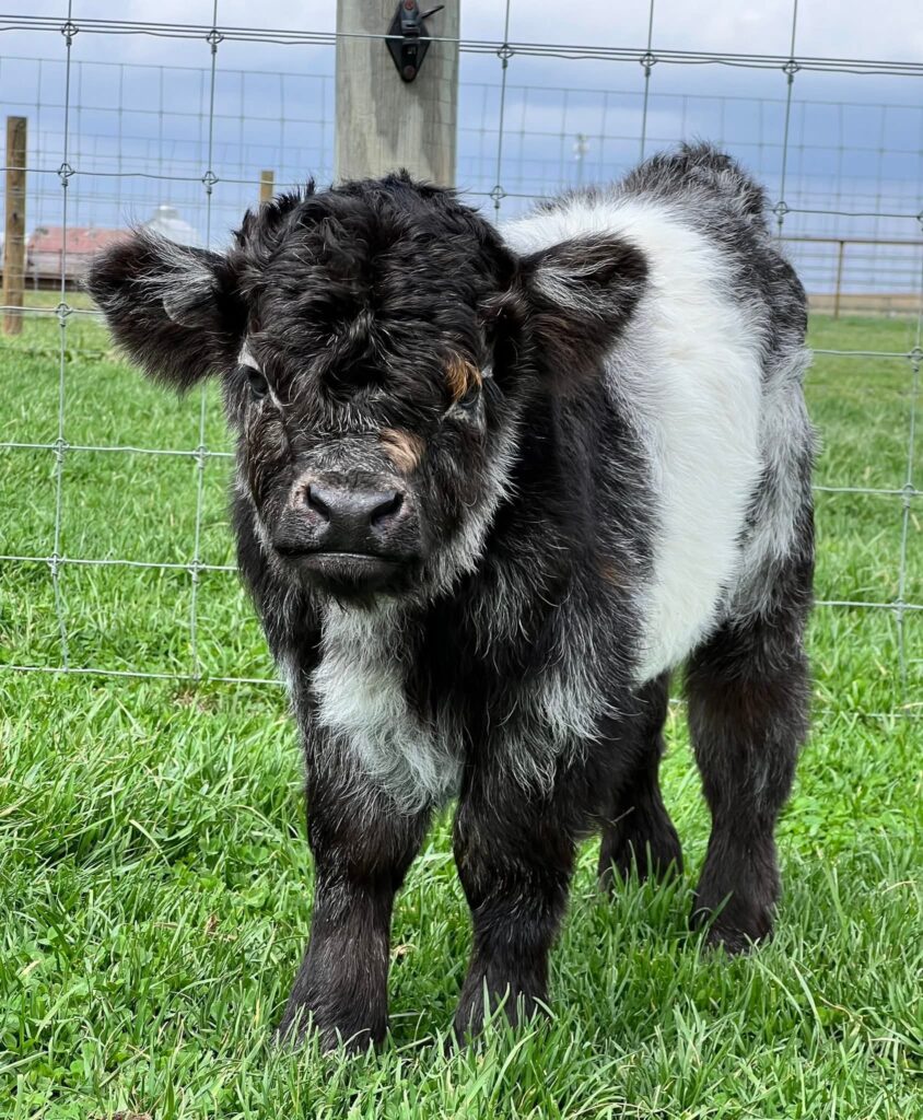 mini Highland cows for sale