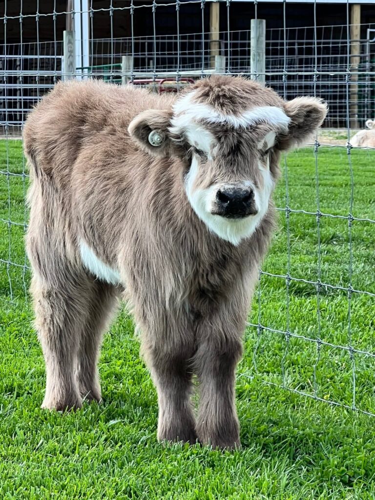 mini highland cattle for sale