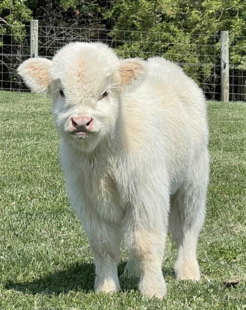 mini Highland cows
