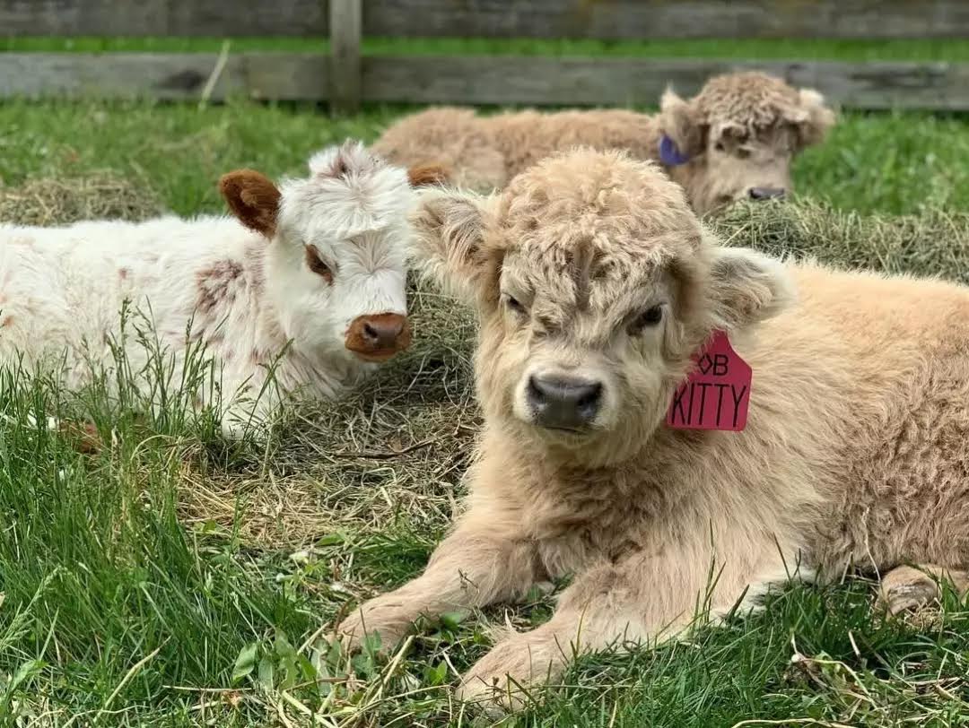 Our cattle