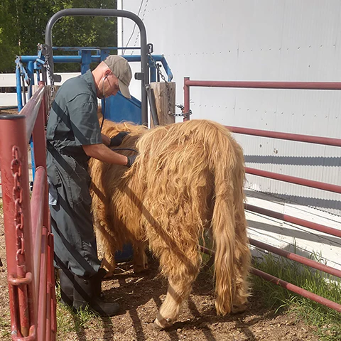 Highland Cow