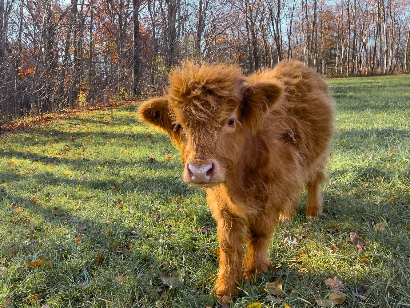 cattle